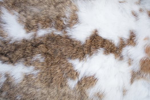 brown and white skin texture from the rabbit