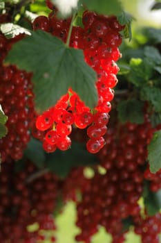 red currant in the summer in the sun light