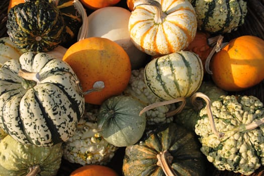 pumpkins from the autumn garden as natural background