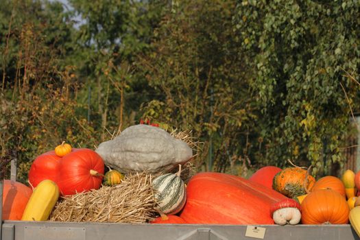 pumpkins from the autumn garden as natural background