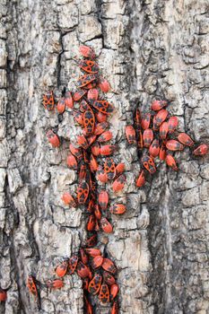 red buggs as very nice natural background