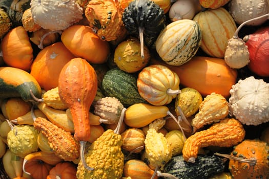 collection of small pumpkins from the halloween party 