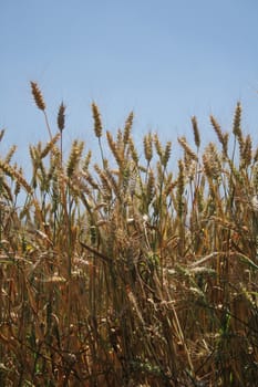 yellow corn field with the blue sky 