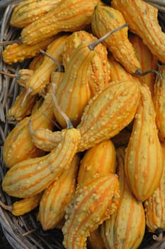 autumn pumpkins asn nice natural food background