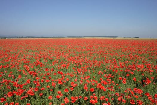 red poppy flower as nice natural background