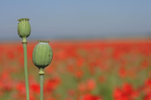 red poppy flower as nice natural background