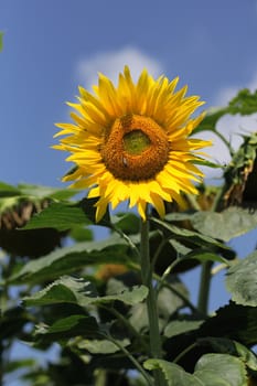sunflower and blue sky as very nice summer background