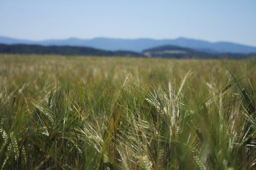 green corn field with the blue sky 