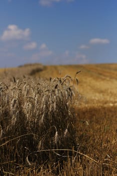 golden corn field and nice blue sky 