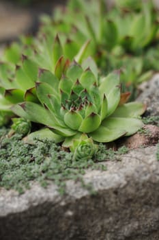  houseleek plant as nice czech garden background