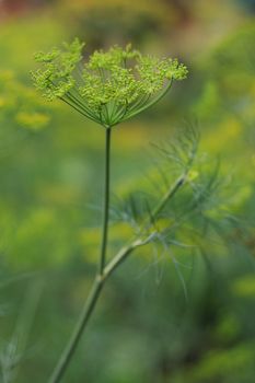 dill flower as nice natural grocery background