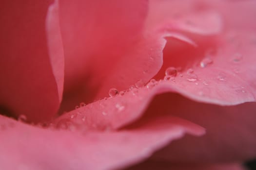 rose detail with water drops as nice natural background