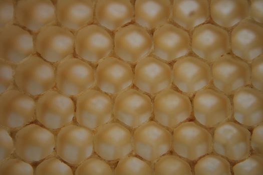 beeswax wirhout honey as very nice natural background