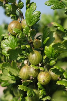 gooseberries in the summer in the sun light