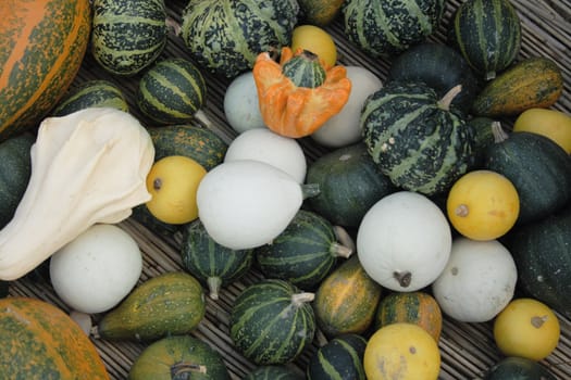 pumpkins from the autumn garden as natural background