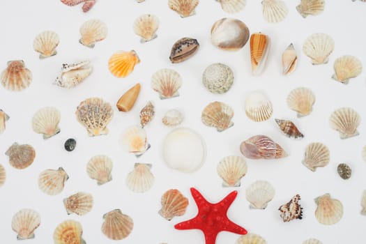 nice sea shells on the white background 