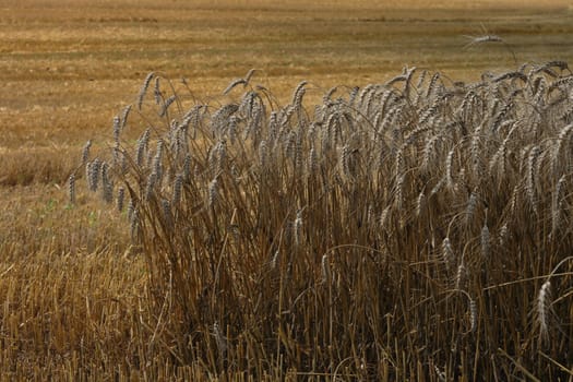 golden corn field as very nice natural background