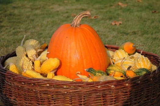 pumpkins as very nice farm autumn background
