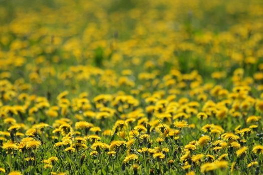 dandelion flowers as very nice spring background