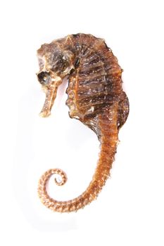 sea horse isolated on the white background