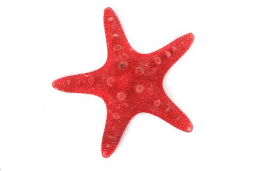 red sea star isolated on the white background