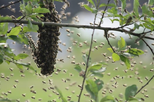 nice bee cluster from the czech farm 