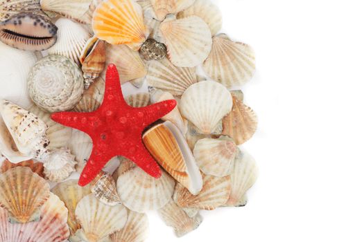 nice sea shells on the white background 