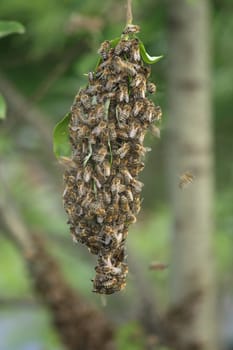 bee cluster as very nice natural background