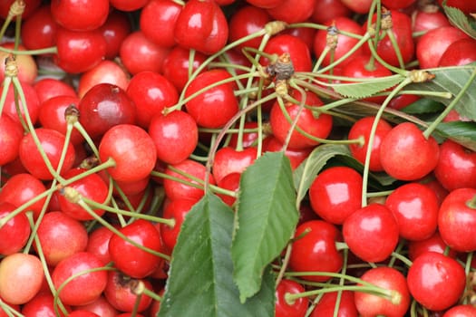 cherries background with red cherries and green leaves 