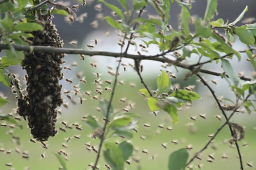 nice bee cluster from the czech farm 