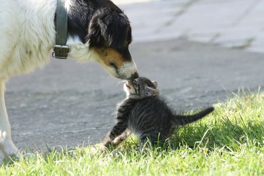 young cat and old dog are friends 