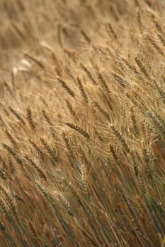very nice natural background with golden corn 