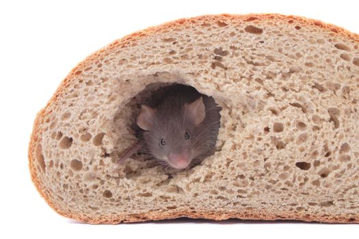 Mouse in her bread house isolated on the white background