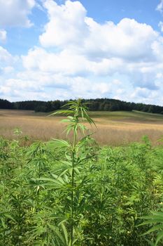 large marijuana field and the blue sky 