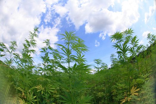 large marijuana field and the blue sky 