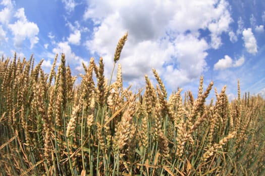nice golden corn field and the blue sky 