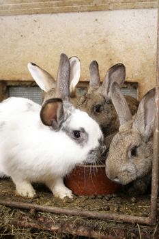 nice rabbis in their house in the spring 