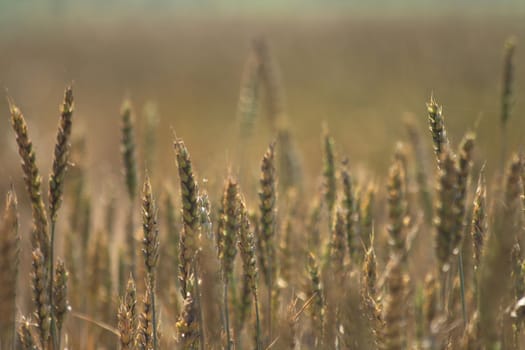 very nice natural background with golden corn 
