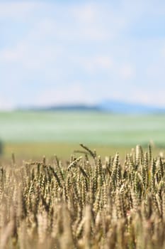golden corn and the blue sky as natural background