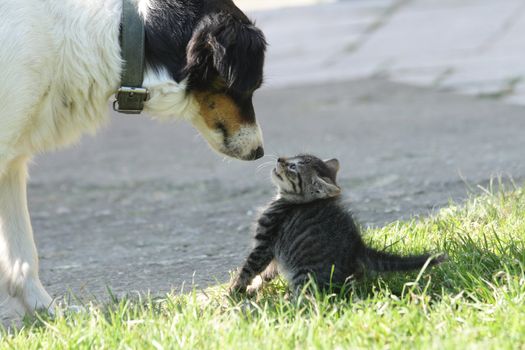 young cat and old dog are friends 