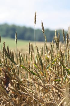 golden corn and the blue sky as natural background