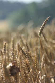 very nice natural background with golden corn 