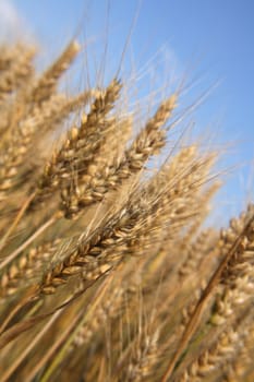 very nice natural background with golden corn 