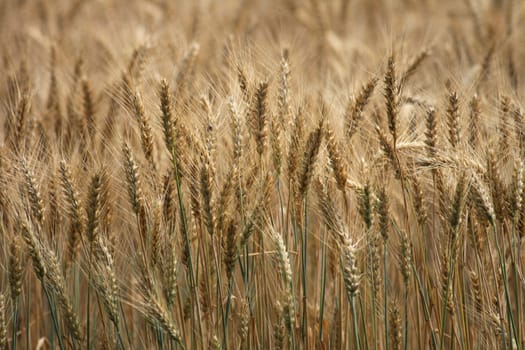 very nice natural background with golden corn 