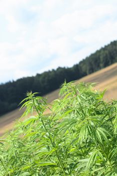 large marijuana field and the blue sky 