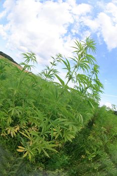 large marijuana field and the blue sky 