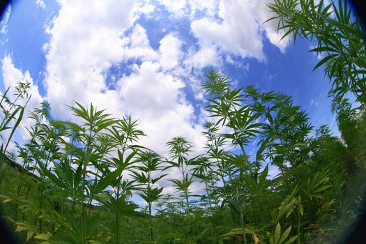 marijuana field and blue sky in the czech republic 