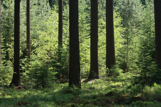 nice green forest from the czech republic 
