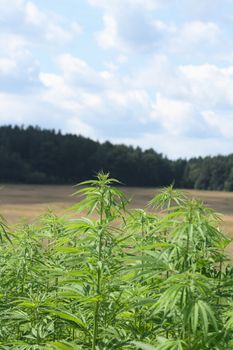 marijuana field as the nice natural background