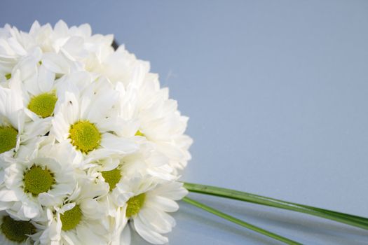 white flowers isolated on the blue background
